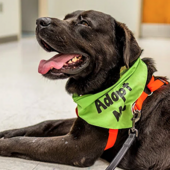 How Much Does It Really Cost to Adopt a Rescue Dog?