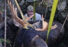 Wardens Pull Massive Moose To Safety After He Falls Into Hidden Well In Maine