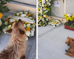 Little Dog Walks Miles Every Day To Visit His Best Friend’s Grave