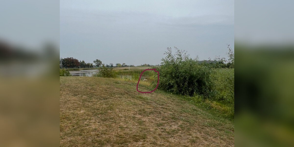 Rescuers Drop Everything To Save Two Abandoned Ducks On A Golf Course