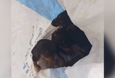 Driver Spots a Trash Bag on the Road — And Finds It Moving