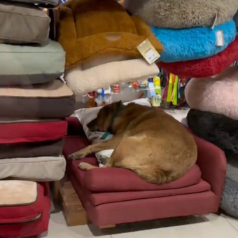 Sleepy Stray Pup Sneaks Into Pet Store — And Picks the Perfect Bed for a Nap