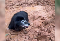 Elderly Dog Sinks Deep Into Mud — Until His Family Hears a Faint Sound and Rushes to Save Him