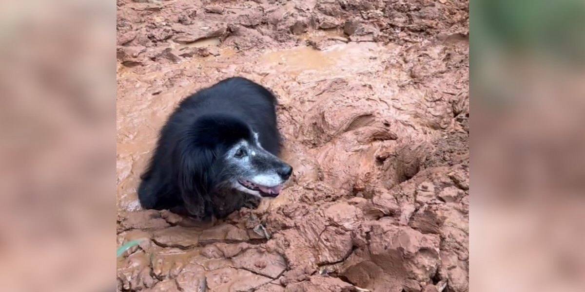 Elderly Dog Sinks Deep Into Mud — Until His Family Hears a Faint Sound and Rushes to Save Him