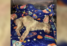 ‘Unresponsive’ Shelter Dog Opens His Eyes — And Rediscovers Life After One Night of Love