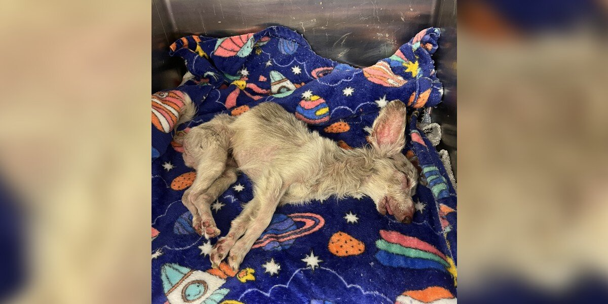 ‘Unresponsive’ Shelter Dog Opens His Eyes — And Rediscovers Life After One Night of Love