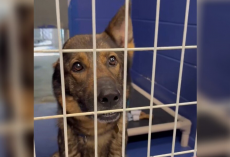 ‘Unicorn’ Dog Waits All Day For Someone To Choose Her — Then Gets The Happy Ending She Deserves