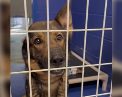 ‘Unicorn’ Dog Waits All Day For Someone To Choose Her — Then Gets The Happy Ending She Deserves