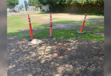 Woman Spots Elderly Dog Lying Beside A Cone — Then Realizes The Heartbreaking Truth
