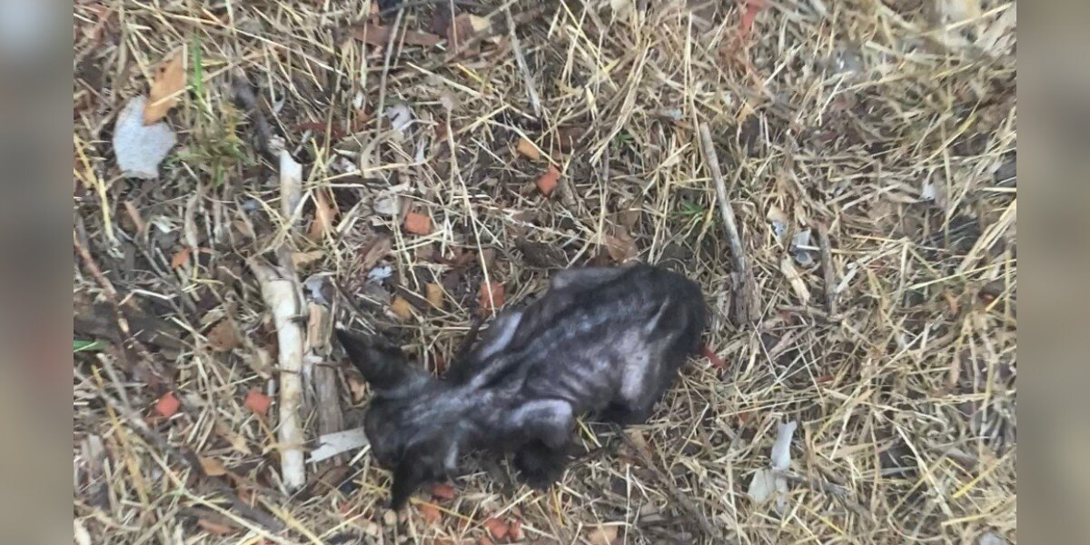 Woman Finds Tiny ‘Skeleton’ Kitten In The Grass — And Watches Her Bloom Into A Beauty