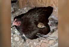 Tiny Hen Becomes a Devoted Mom to a Giant Baby — Without Realizing She’s Not the Same