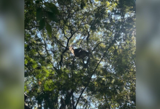 Woman Spots a “Beautiful Bird” in a Tree — Then Realizes He’s in Terrible Danger
