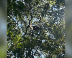 Woman Spots a “Beautiful Bird” in a Tree — Then Realizes He’s in Terrible Danger