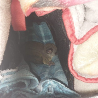 Festival Crew Unload Their Truck — And Discover a Surprise 870 Miles From Home