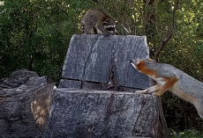 Baby Raccoon Accidentally Crawls Into A Fox Den — And What Happens Next Is Unbelievable