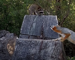 Baby Raccoon Accidentally Crawls Into A Fox Den — And What Happens Next Is Unbelievable