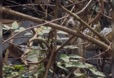 Rescuer Hears Barking Inside Collapsed House — And Finds Someone Trapped Beneath the Rubble