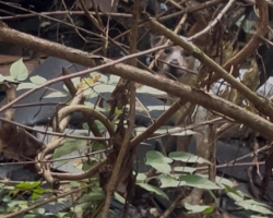 Rescuer Hears Barking Inside Collapsed House — And Finds Someone Trapped Beneath the Rubble