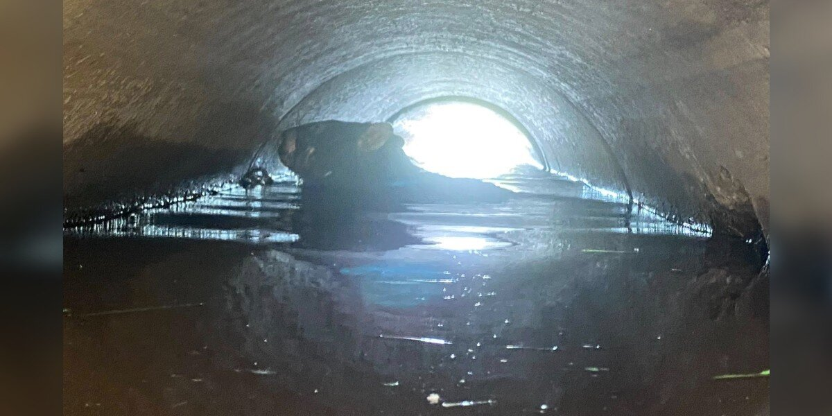 Navy Officer Spots Massive Wombat Struggling To Stay Afloat — Then A Rescue Mission Begins