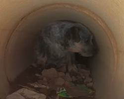 Terrified Pups Hiding In A Drainpipe Finally Learn What Love Feels Like
