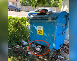 Woman Notices A Plastic Bag Moving — Then Finds A Litter Of Newborns Fighting To Survive