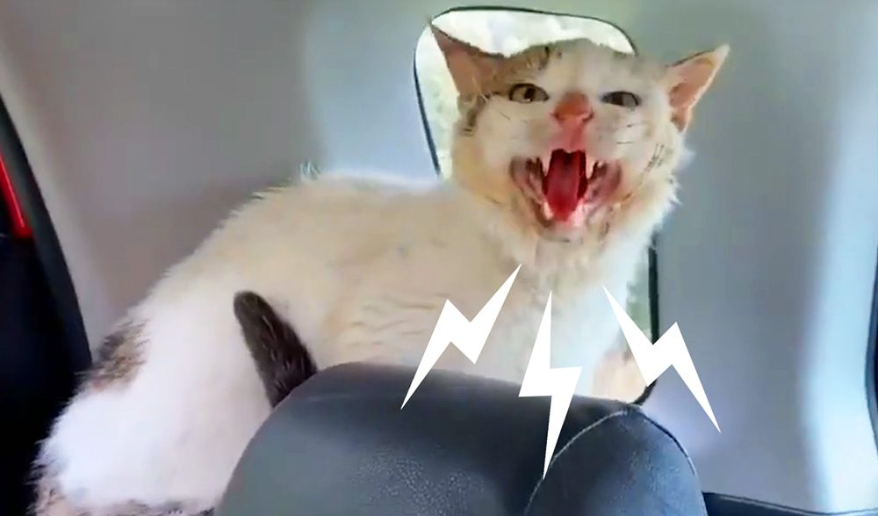 Hissing Cat Can't Decide If She Wants To Be Rescued Or Not
