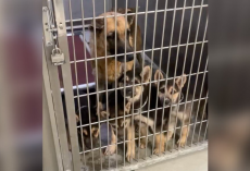 Mama Dog Watches All Her Puppies Get Adopted — Then Waits Alone, Heartbroken