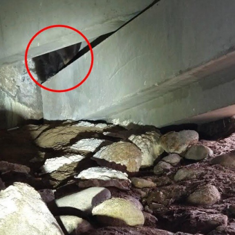 Hospital Security Guard Spots Tiny Bear Hiding Alone In Parking Lot Corner