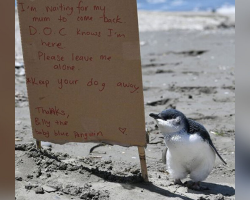 Baby Penguin Alone On Beach Gets Sweet Sign Asking People To Be Kind