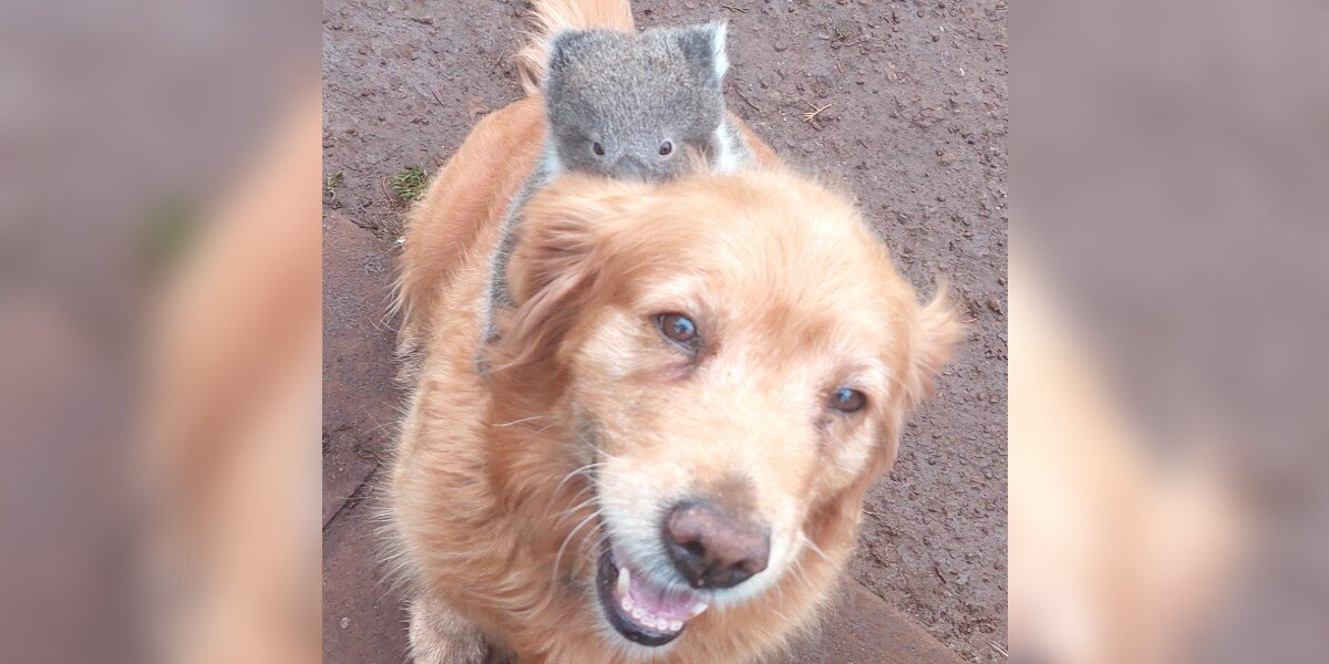 Man Steps Outside To Find A Lost Baby Hitching A Ride On His Golden Retriever’s Back