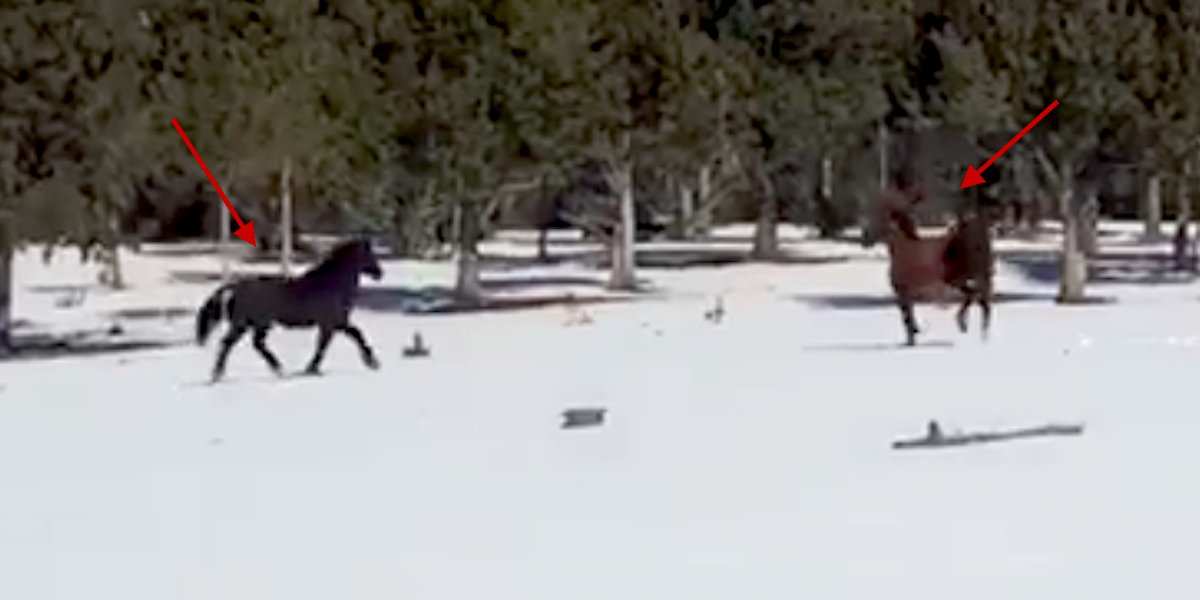 Wild Horses Reunite After Six Months Apart