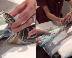 Curious Pet Snake Shockingly Swallows Entire Beach Towel