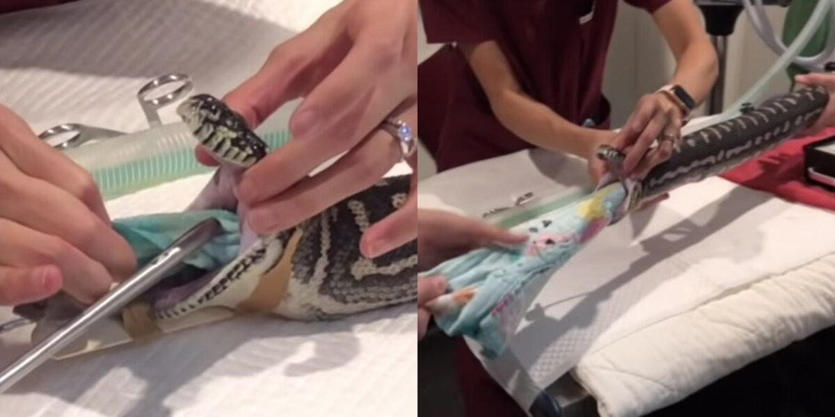 Curious Pet Snake Shockingly Swallows Entire Beach Towel