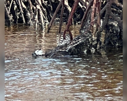 Paddleboarder Spots a “Clump of Feathers” in the Water — Then Realizes It’s Still Breathing