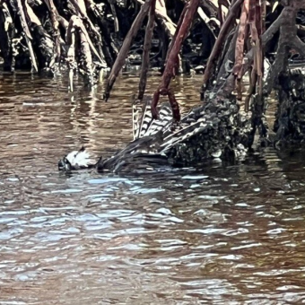 Paddleboarder Spots a “Clump of Feathers” in the Water — Then Realizes It’s Still Breathing