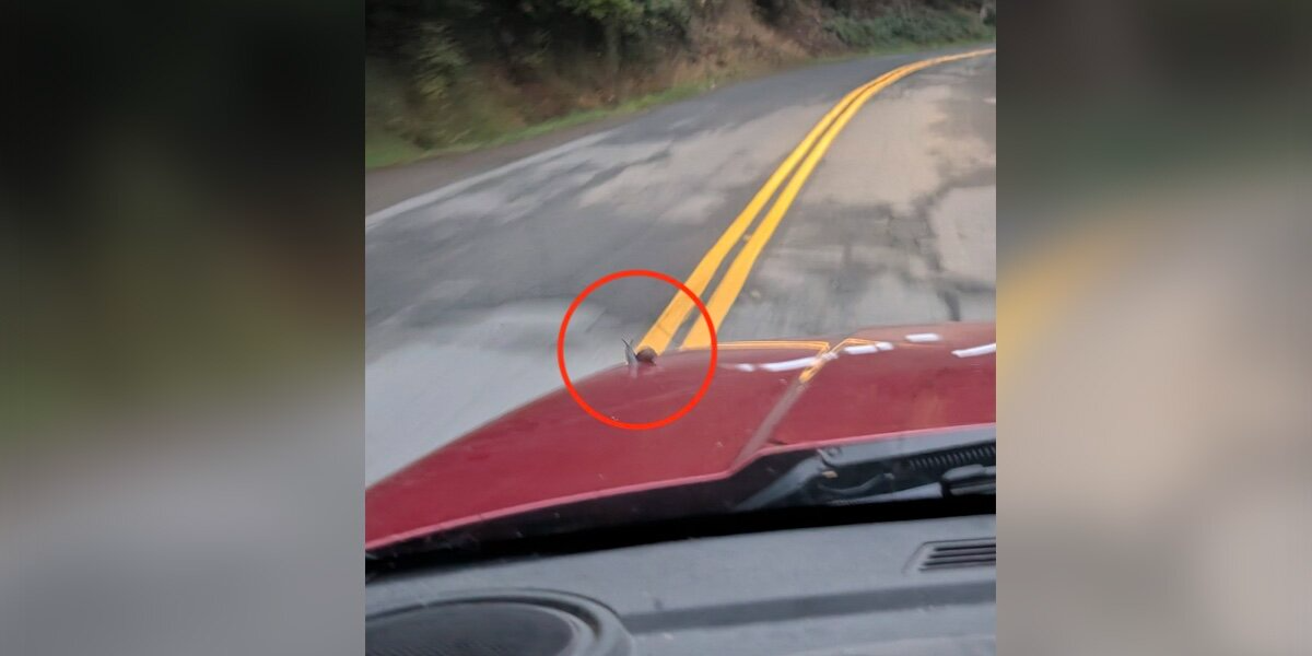 Driver Thinks a Leaf Landed on His Car — Then Realizes It’s Someone Tiny Hitching a Ride