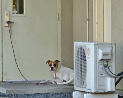 Dog Left Tied to Shelter Door Quietly Waits — Hoping Her Family Will Come Back
