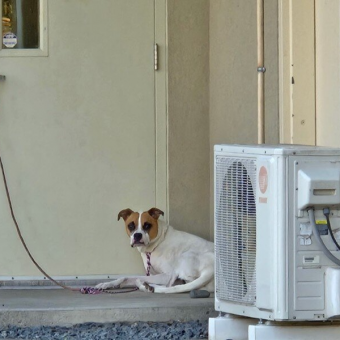 Dog Left Tied to Shelter Door Quietly Waits — Hoping Her Family Will Come Back
