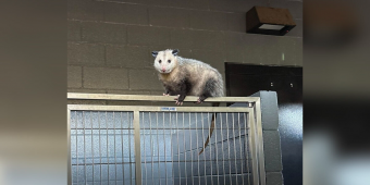 Shelter Staff Spot a “Weird-Looking Dog” — Then Realize He’s Not a Dog at All