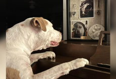 Dog Visits His Late Best Friend’s Memorial Every Day To Keep Their Bond Alive