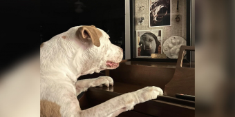 Dog Visits His Late Best Friend’s Memorial Every Day To Keep Their Bond Alive