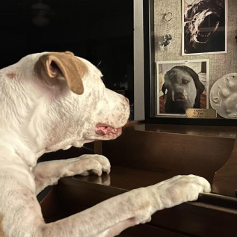 Dog Visits His Late Best Friend’s Memorial Every Day To Keep Their Bond Alive