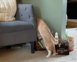 Cat Can’t Stop Searching For His Foster Sister — Until His Family Brings Her Home For Good