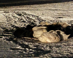 “Helpless Angels” Huddle for Warmth Until a Kind Woman Comes to Their Rescue