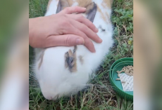 Bunny Abandoned In Park Spends Weeks Begging Strangers To Help — Until One Finally Does