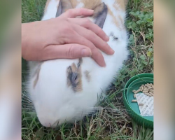 Bunny Abandoned In Park Spends Weeks Begging Strangers To Help — Until One Finally Does