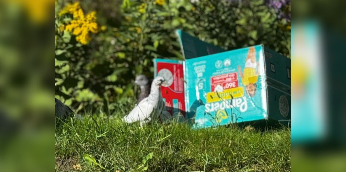 Woman Goes Into ‘Mom Mode’ After Spotting Box Of Beautiful Birds Left On The Street