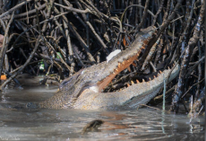 Boat Guide Spots Fearsome Crocodile Delicately Playing With The Sweetest “Toy”