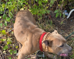 Dog Found Tied to Fire Hydrant Covered in Scrapes — But Rescue Brings Him Back to Life