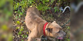 Dog Found Tied to Fire Hydrant Covered in Scrapes — But Rescue Brings Him Back to Life